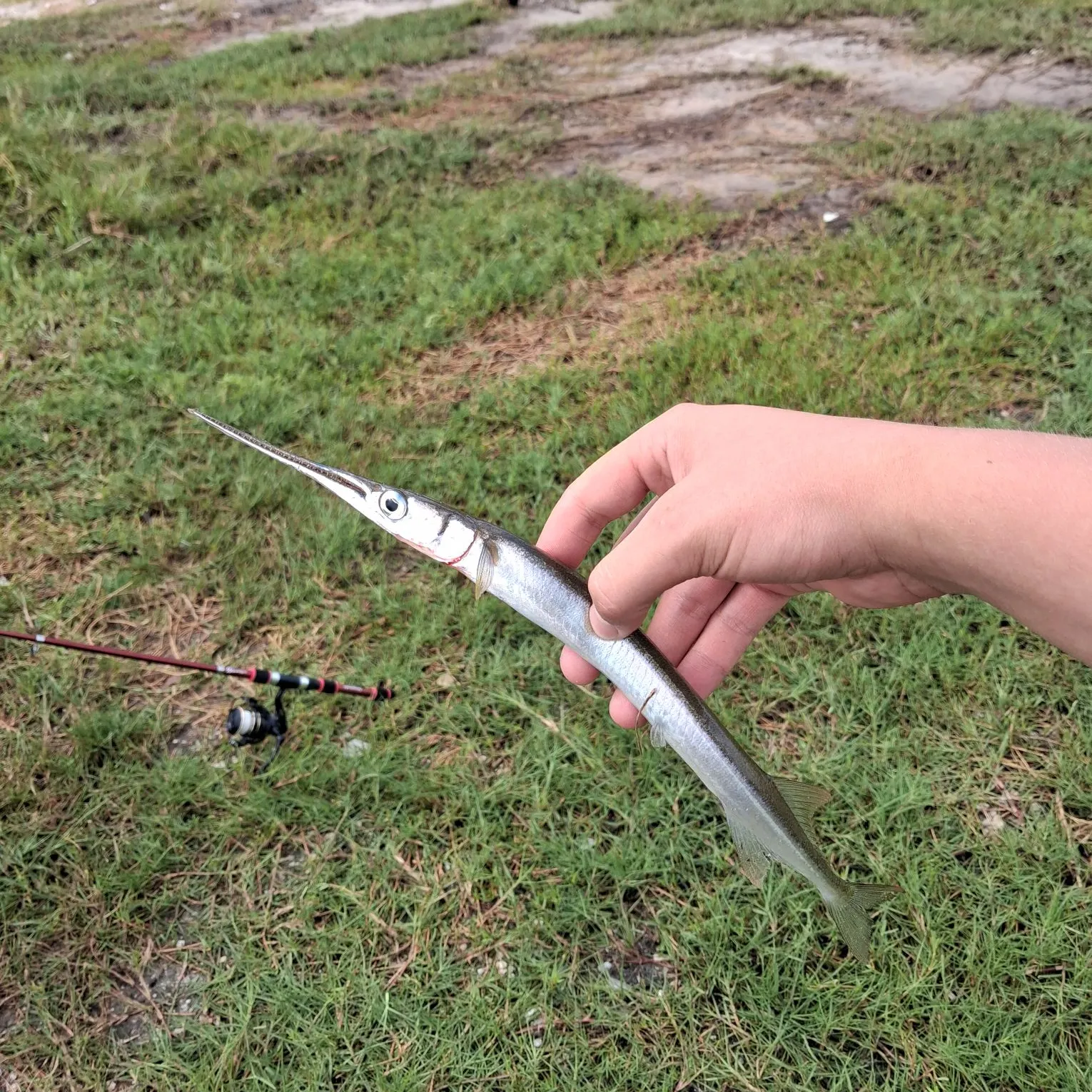 The most recent Atlantic needlefish catches on Fishbrain