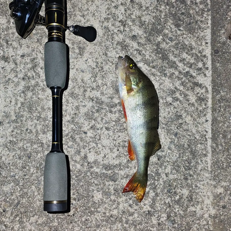 European perch caught on Fishbrain