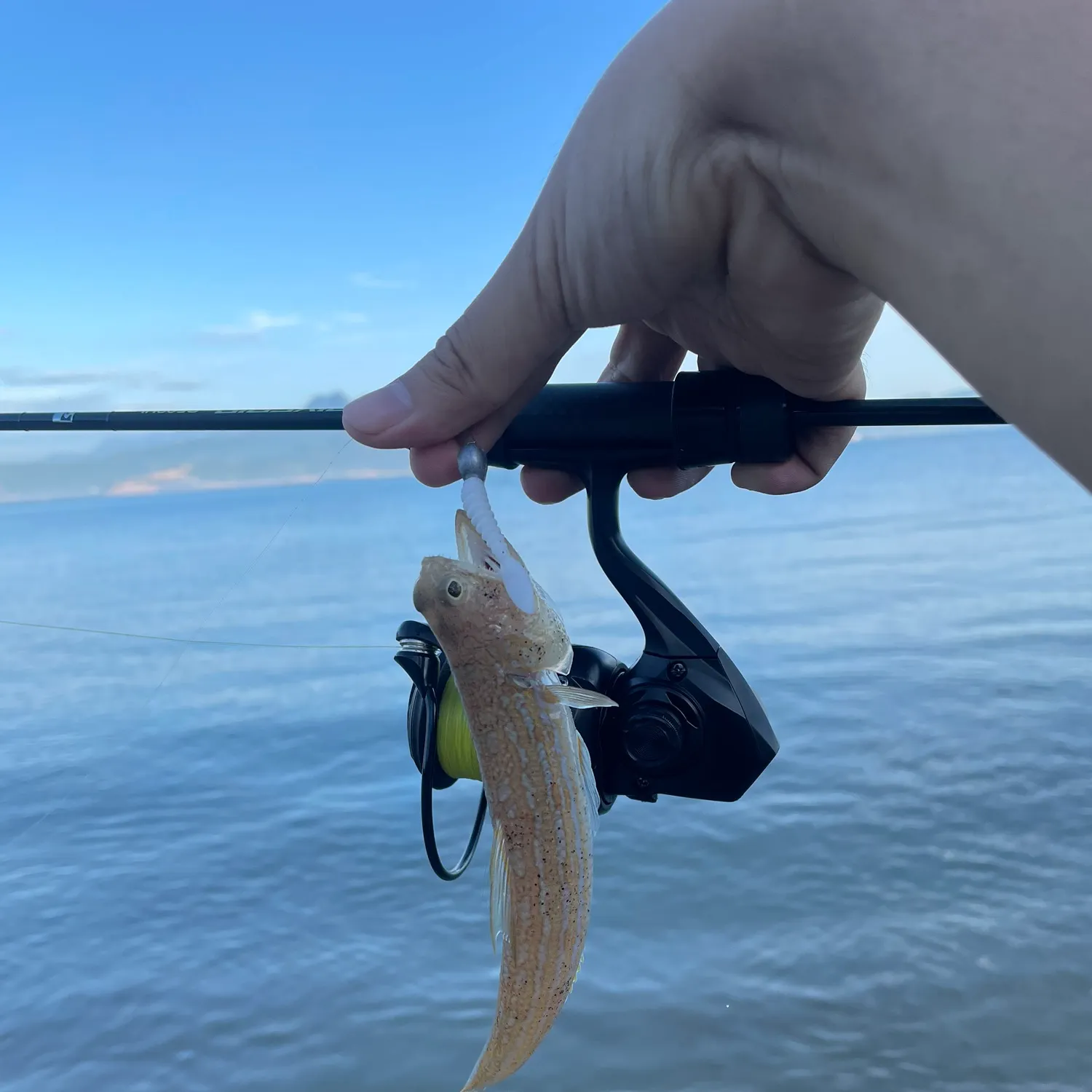The most recent Lighthouse lizardfish catches on Fishbrain