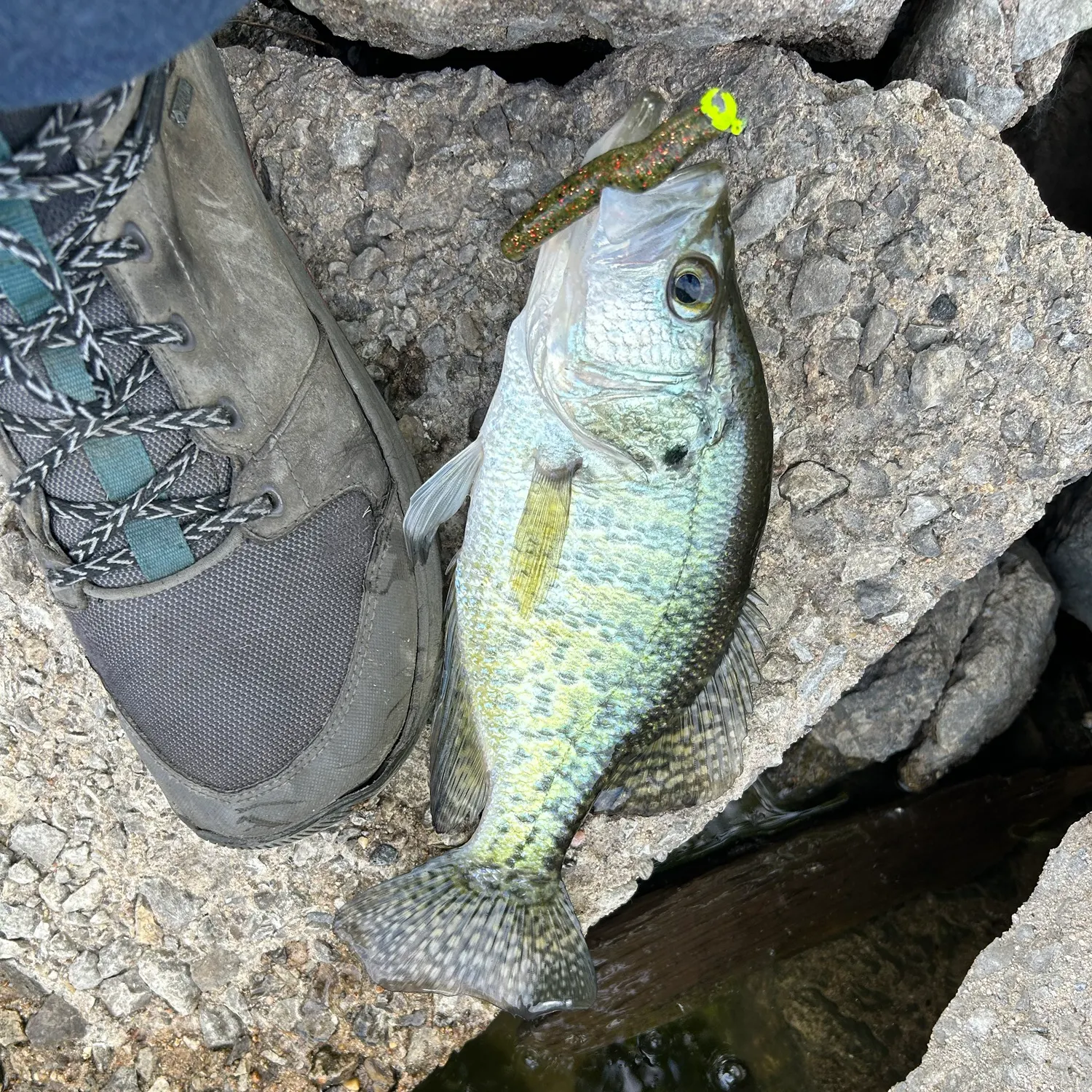 angler catch