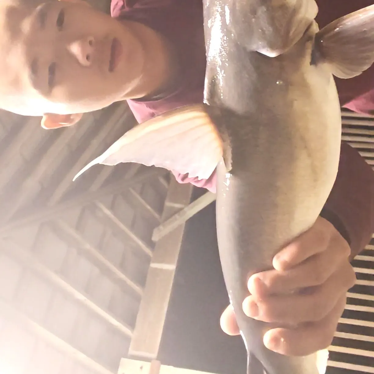Gafftopsail sea catfish caught on Fishbrain