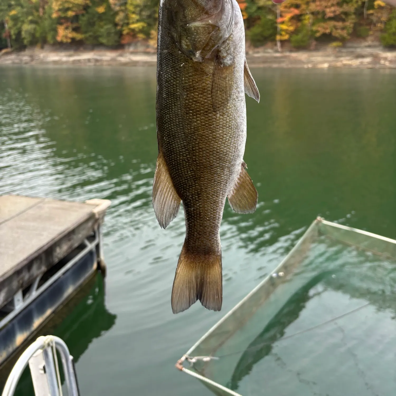 Smallmouth bass caught on Fishbrain