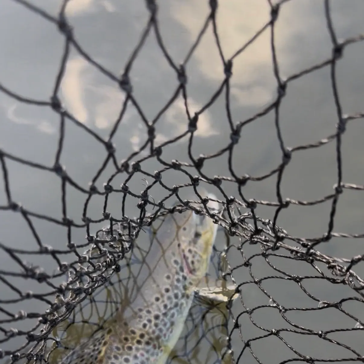 Brown trout caught on Fishbrain