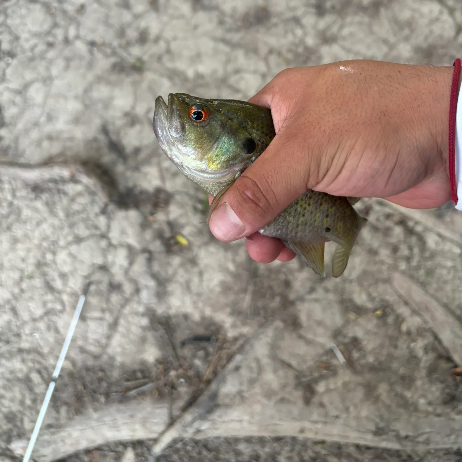 Green sunfish caught on Fishbrain