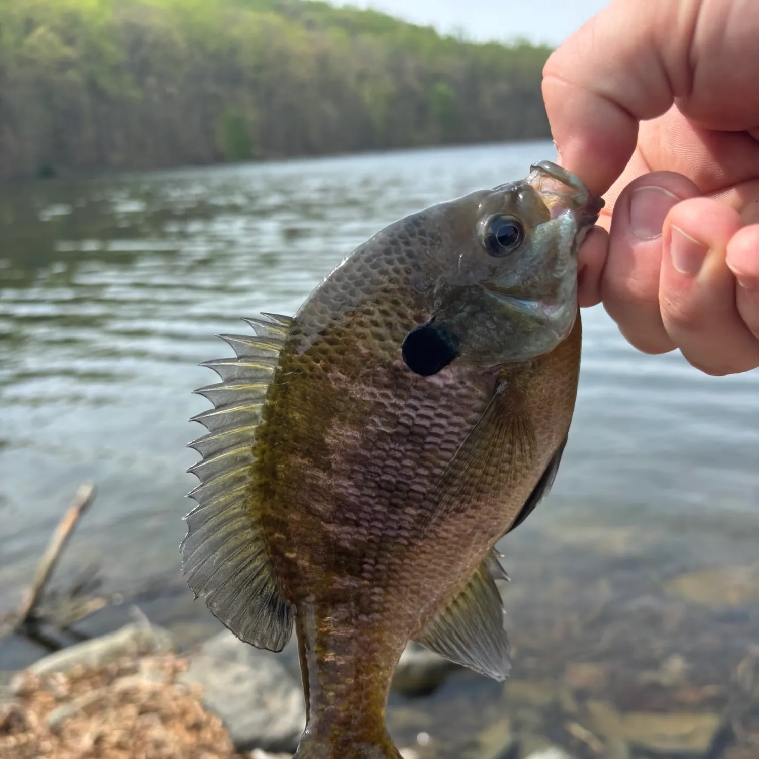 angler catch