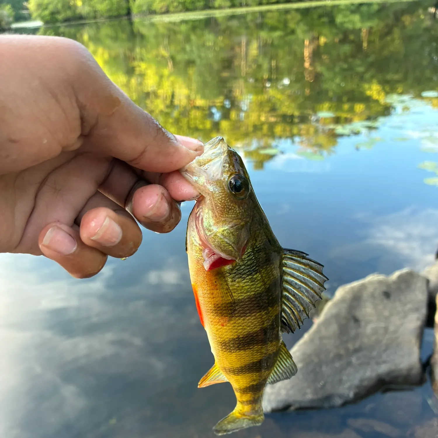 Yellow perch caught on Fishbrain