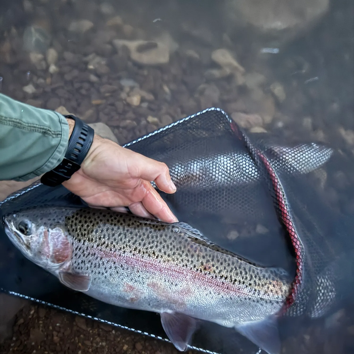Cutbow caught on Fishbrain