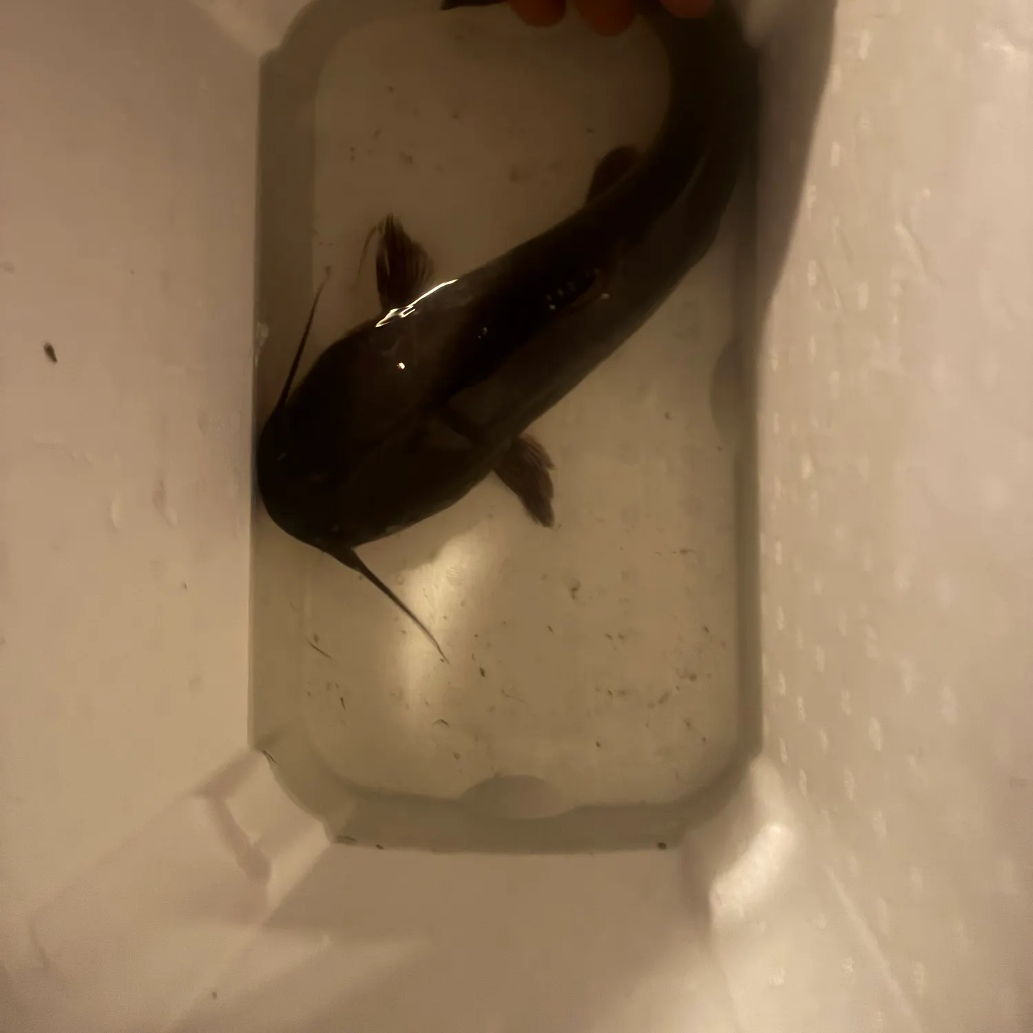 Blue catfish caught on Fishbrain