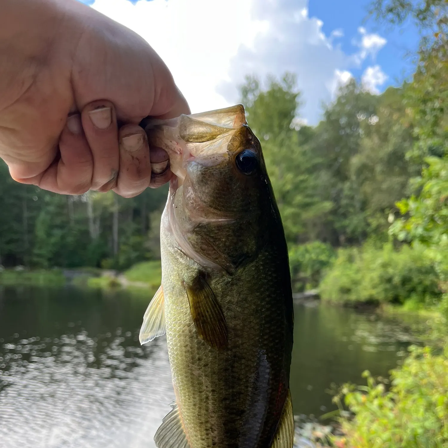 Largemouth bass caught on Fishbrain