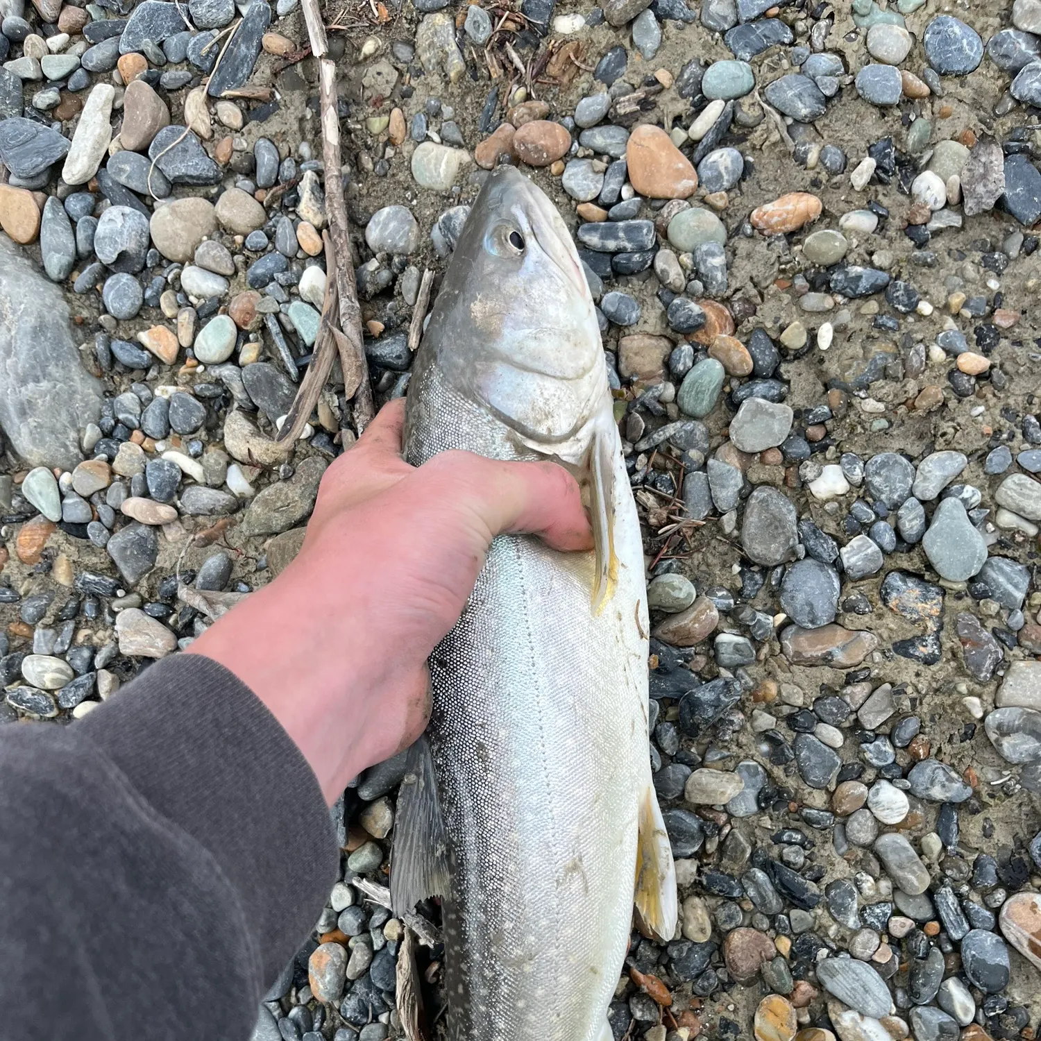 The most recent Bull trout catches on Fishbrain