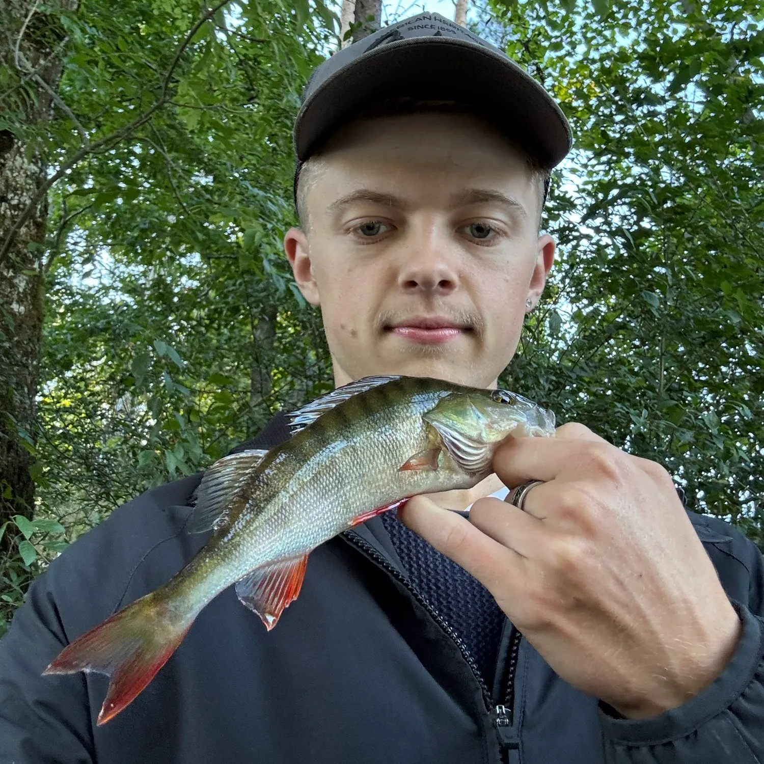 European perch caught on Fishbrain