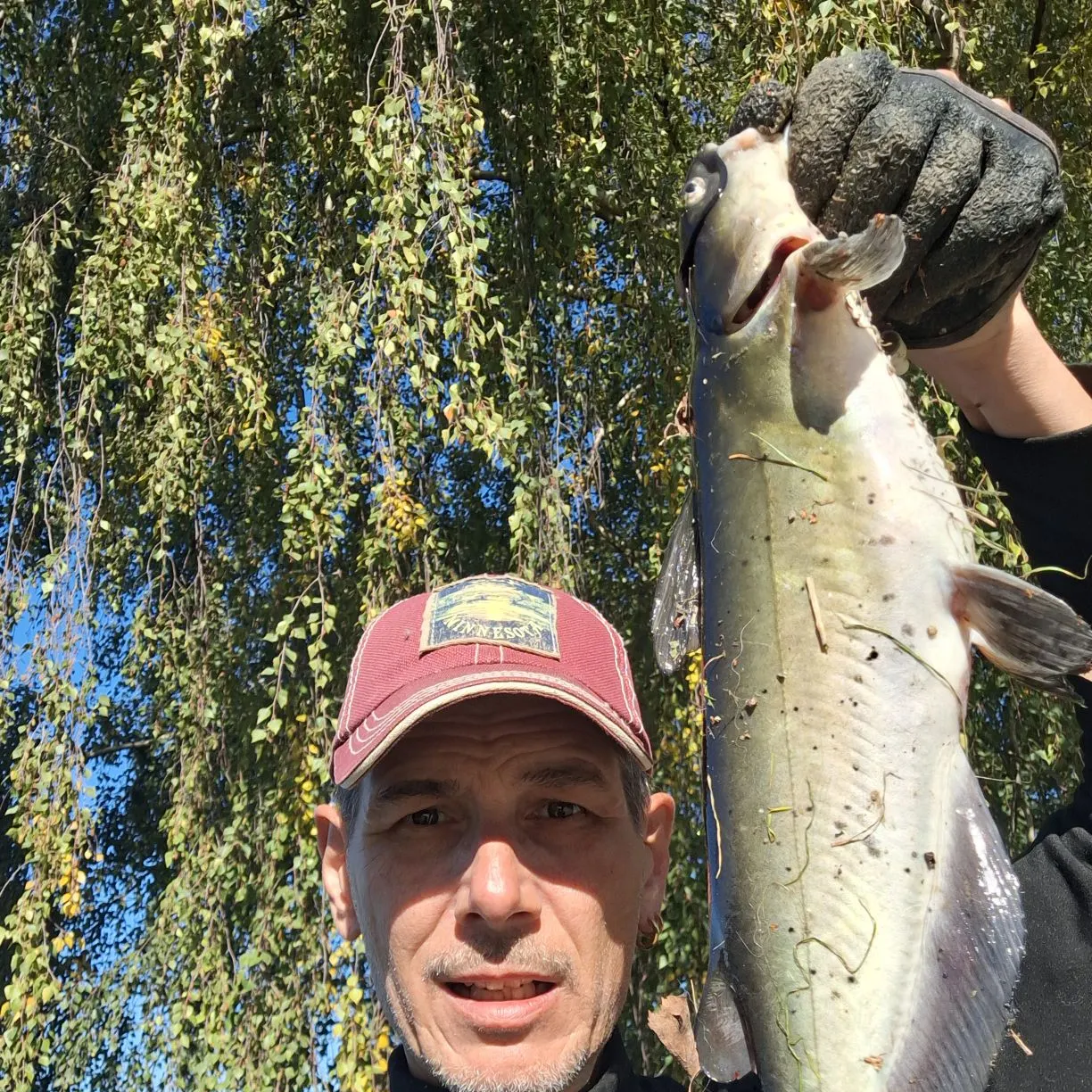 Channel catfish caught on Fishbrain