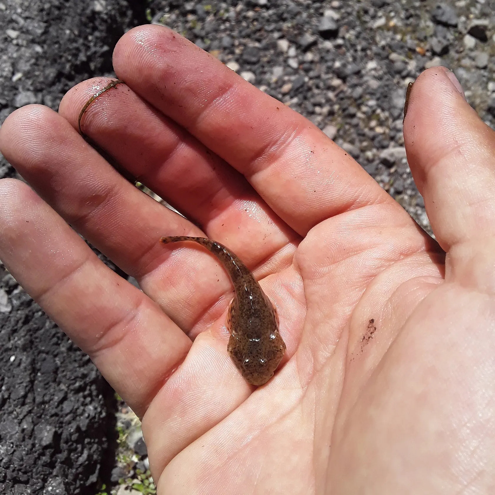 The most recent Mottled sculpin catches on Fishbrain