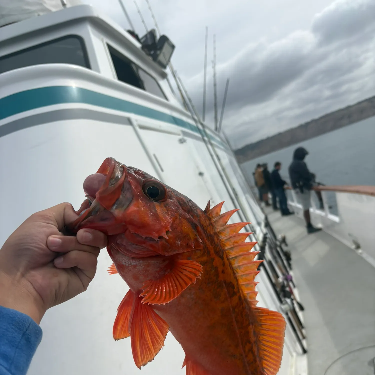 The most recent Vermilion rockfish catches on Fishbrain