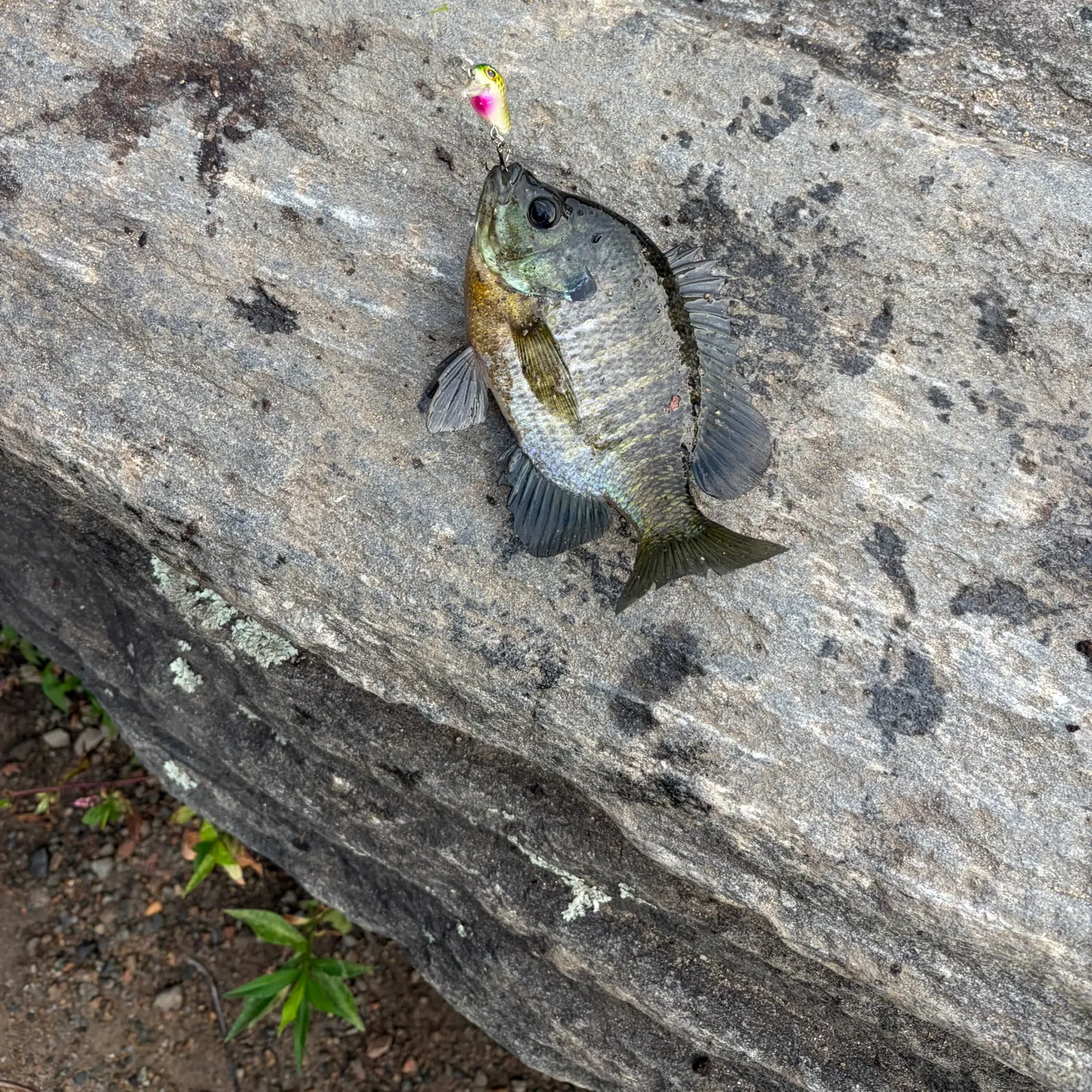Bluegill caught on Fishbrain