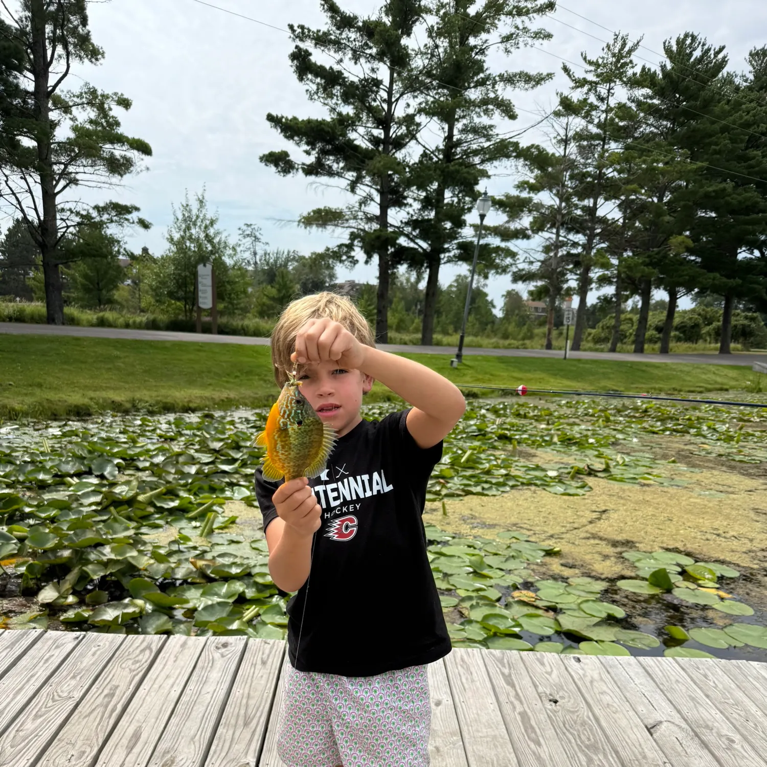 Green sunfish caught on Fishbrain