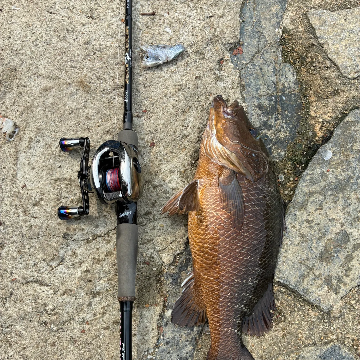 Fish caught on Fishbrain