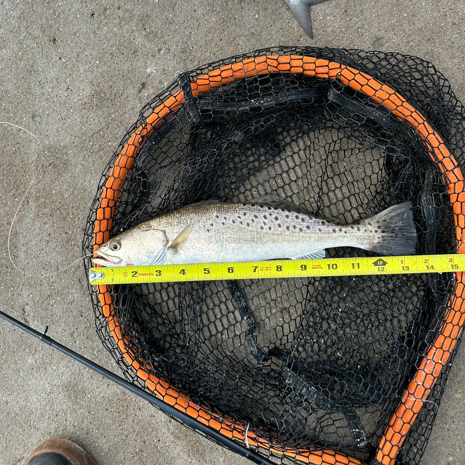Spotted seatrout caught on Fishbrain
