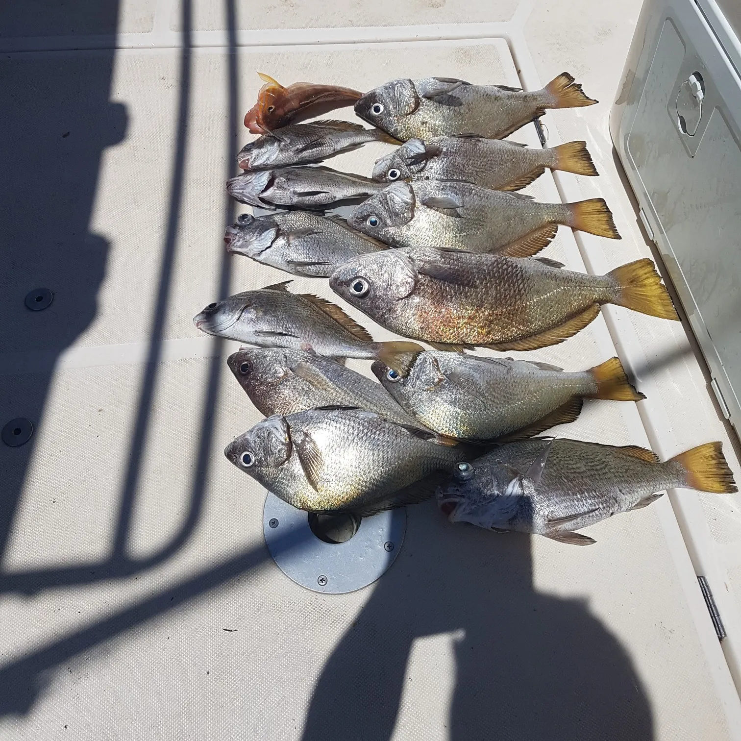 recently logged catches