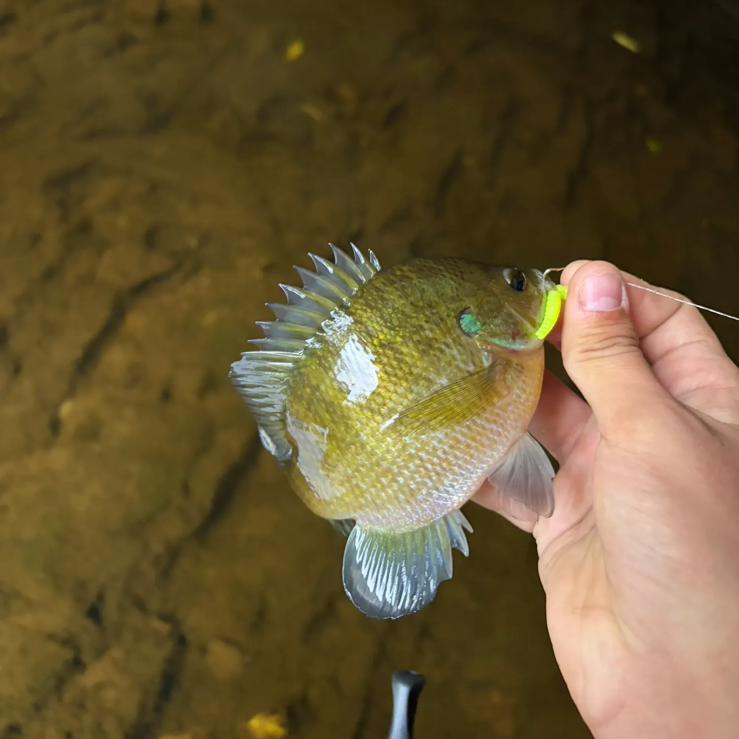 Bluegill caught on Fishbrain