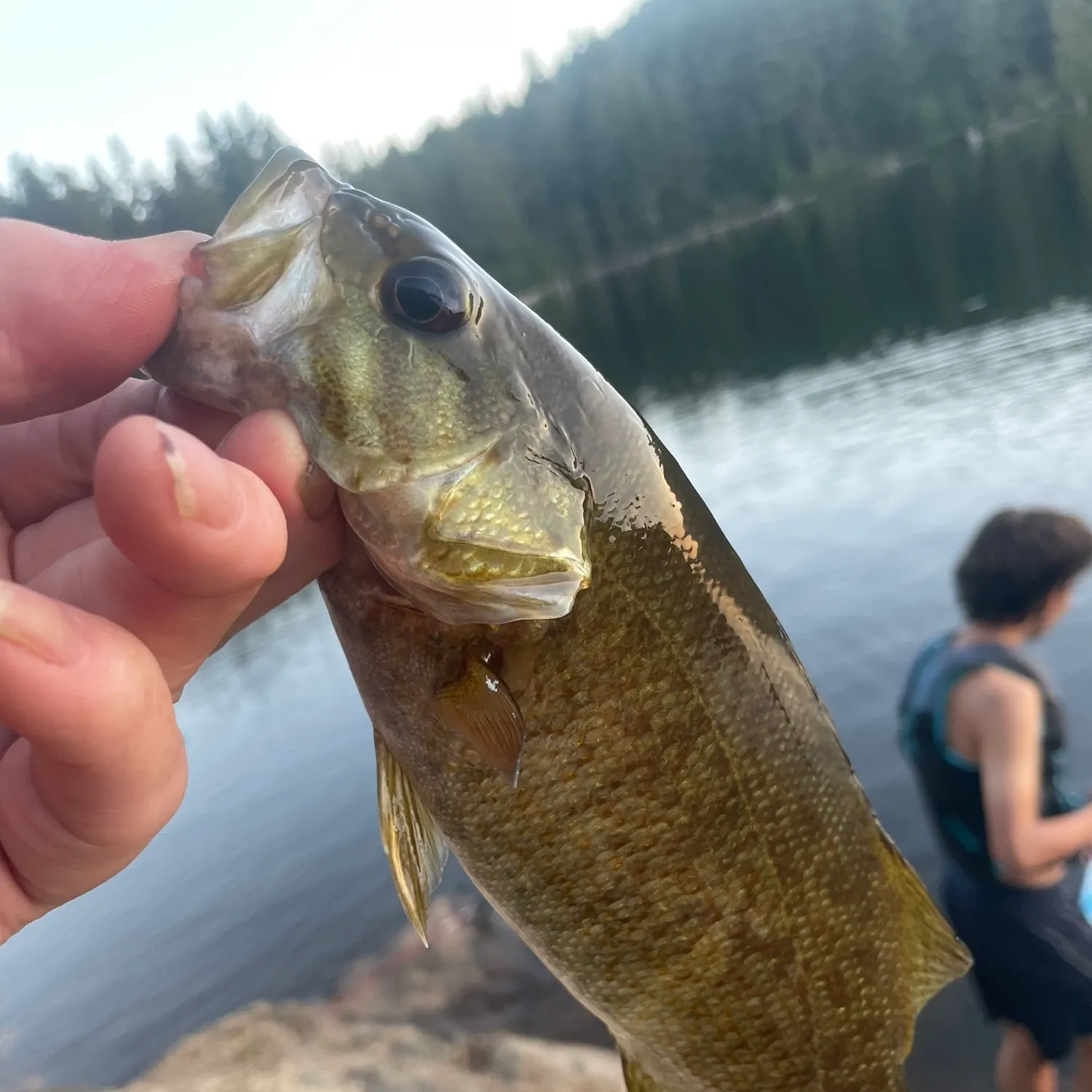 Smallmouth bass caught on Fishbrain