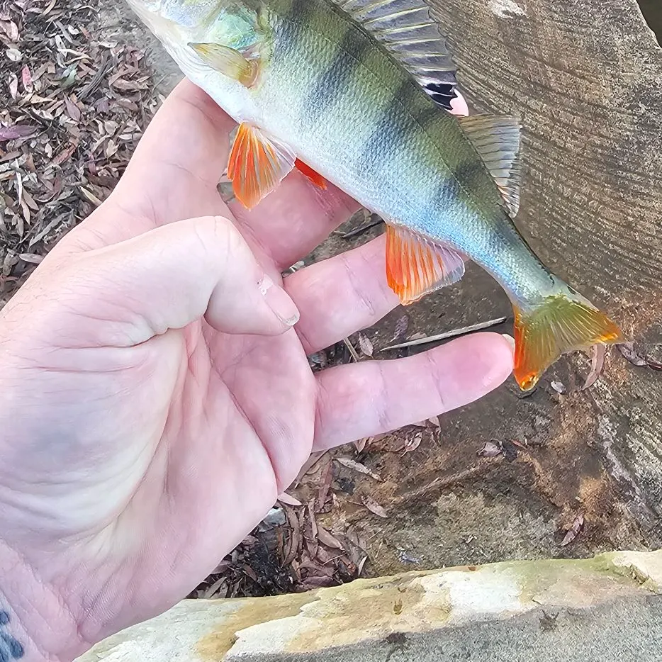 The most recent European perch catches on Fishbrain