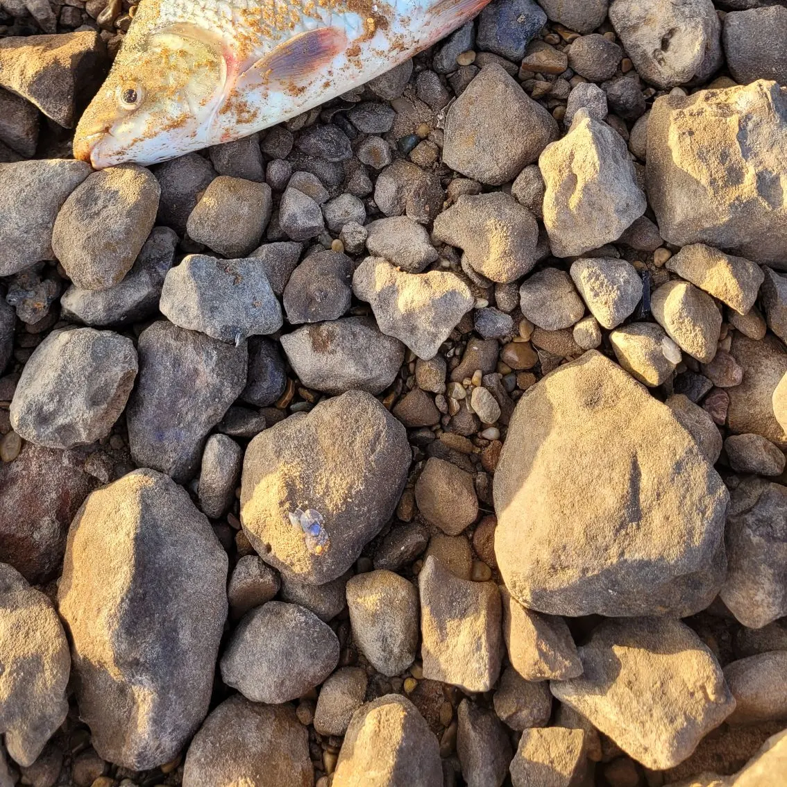 The most recent Boga catches on Fishbrain