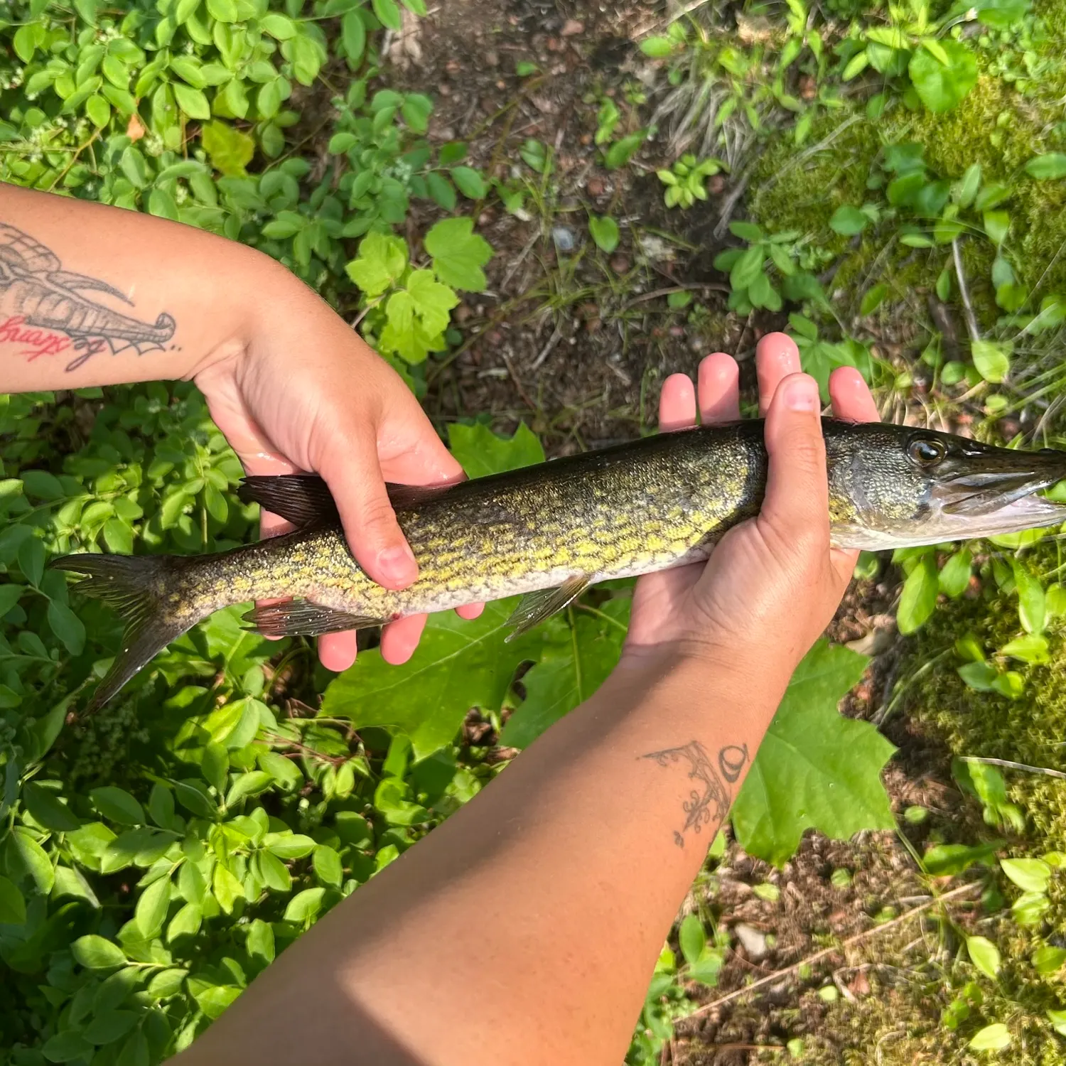 recently logged catches