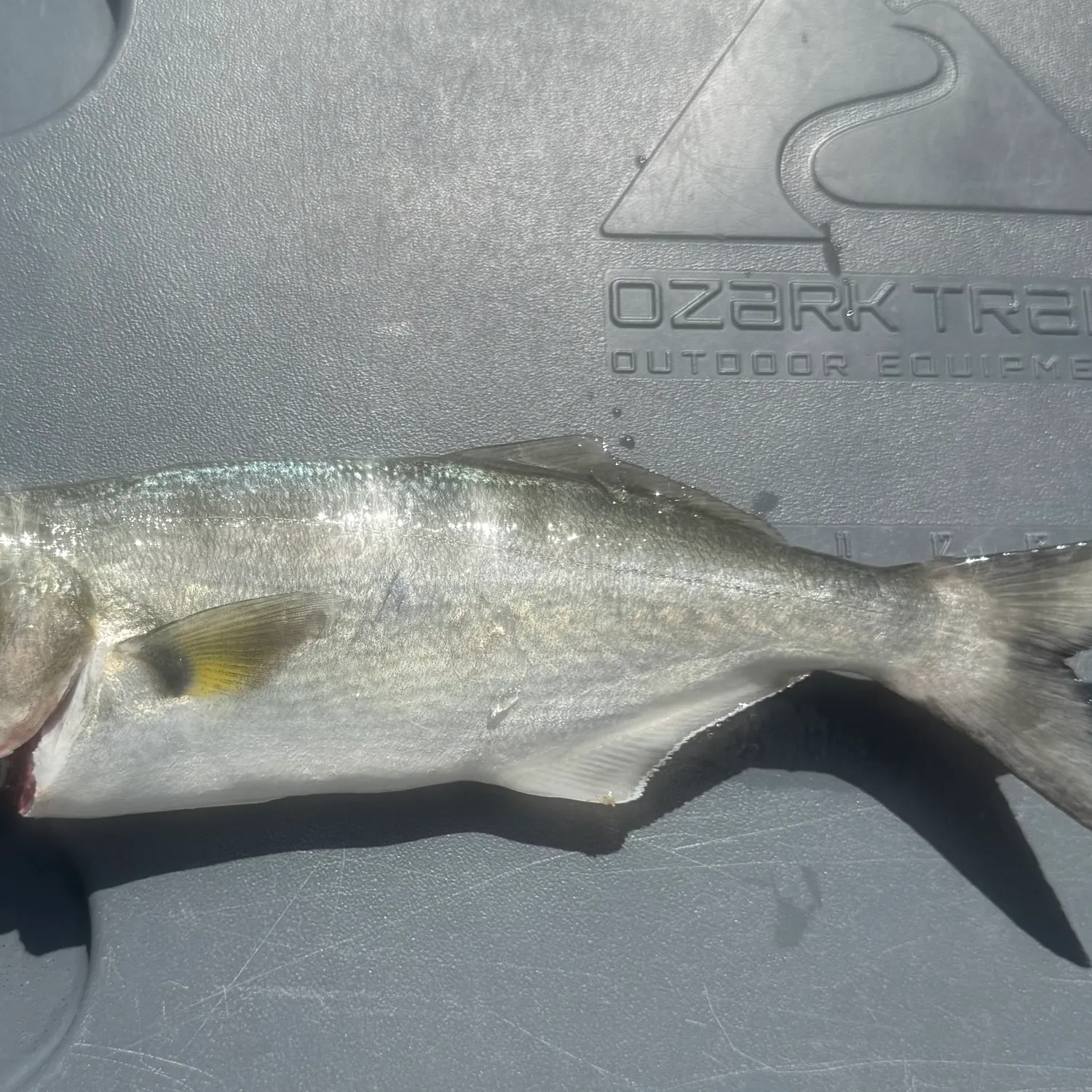 Bluefish caught on Fishbrain