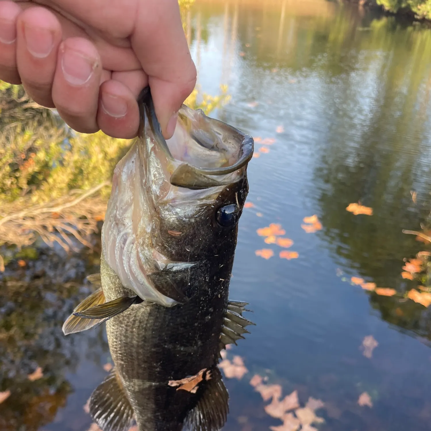 The most recent Largemouth bass catches on Fishbrain