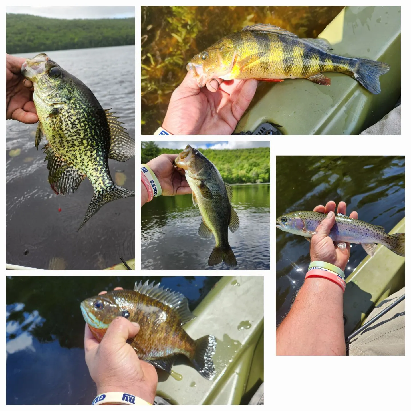 recently logged catches