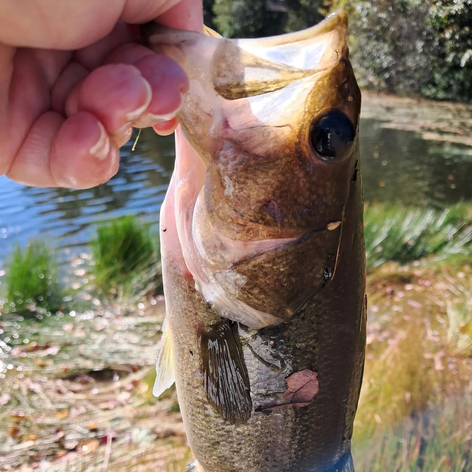 Largemouth bass caught on Fishbrain