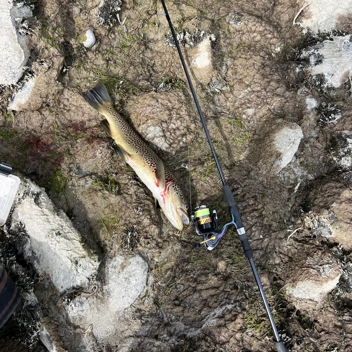 Brown trout caught on Fishbrain