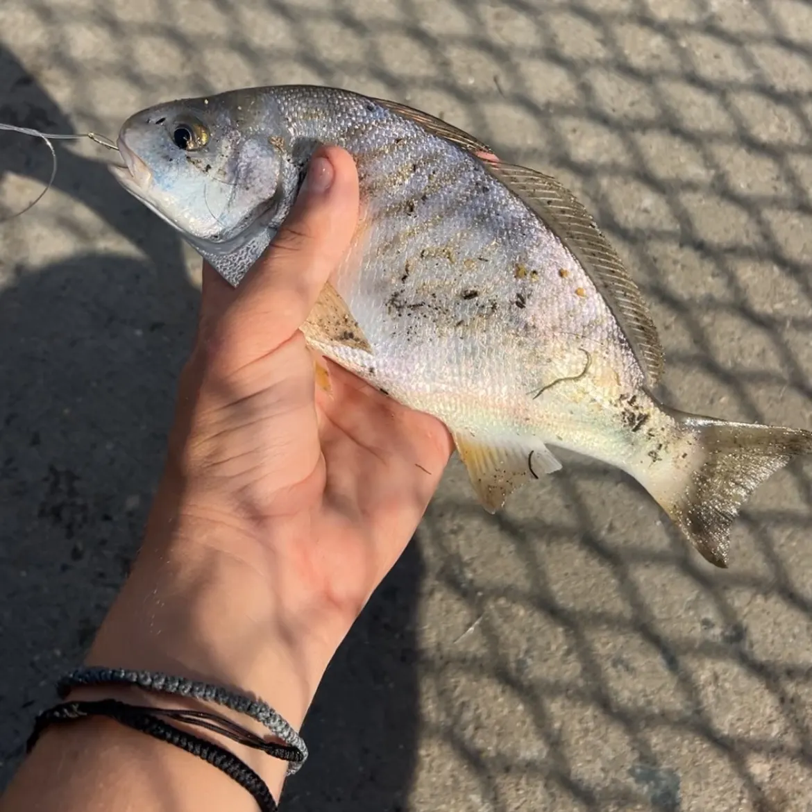 Spot croaker caught on Fishbrain