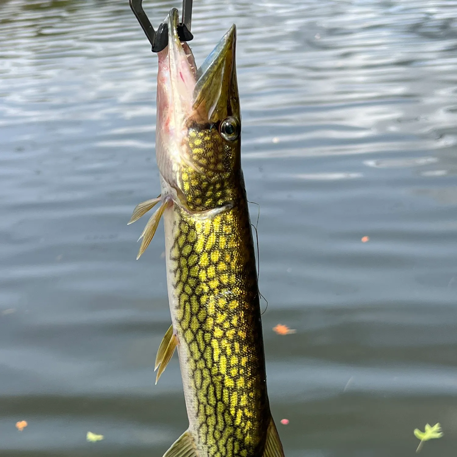 Chain pickerel caught on Fishbrain