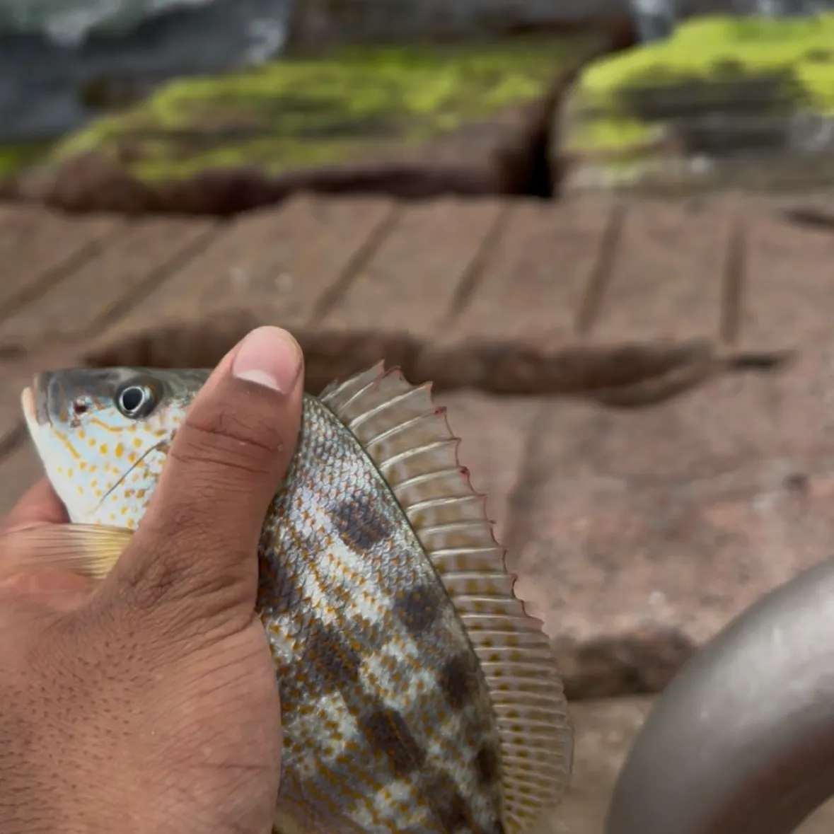 The most recent Pigfish catches on Fishbrain