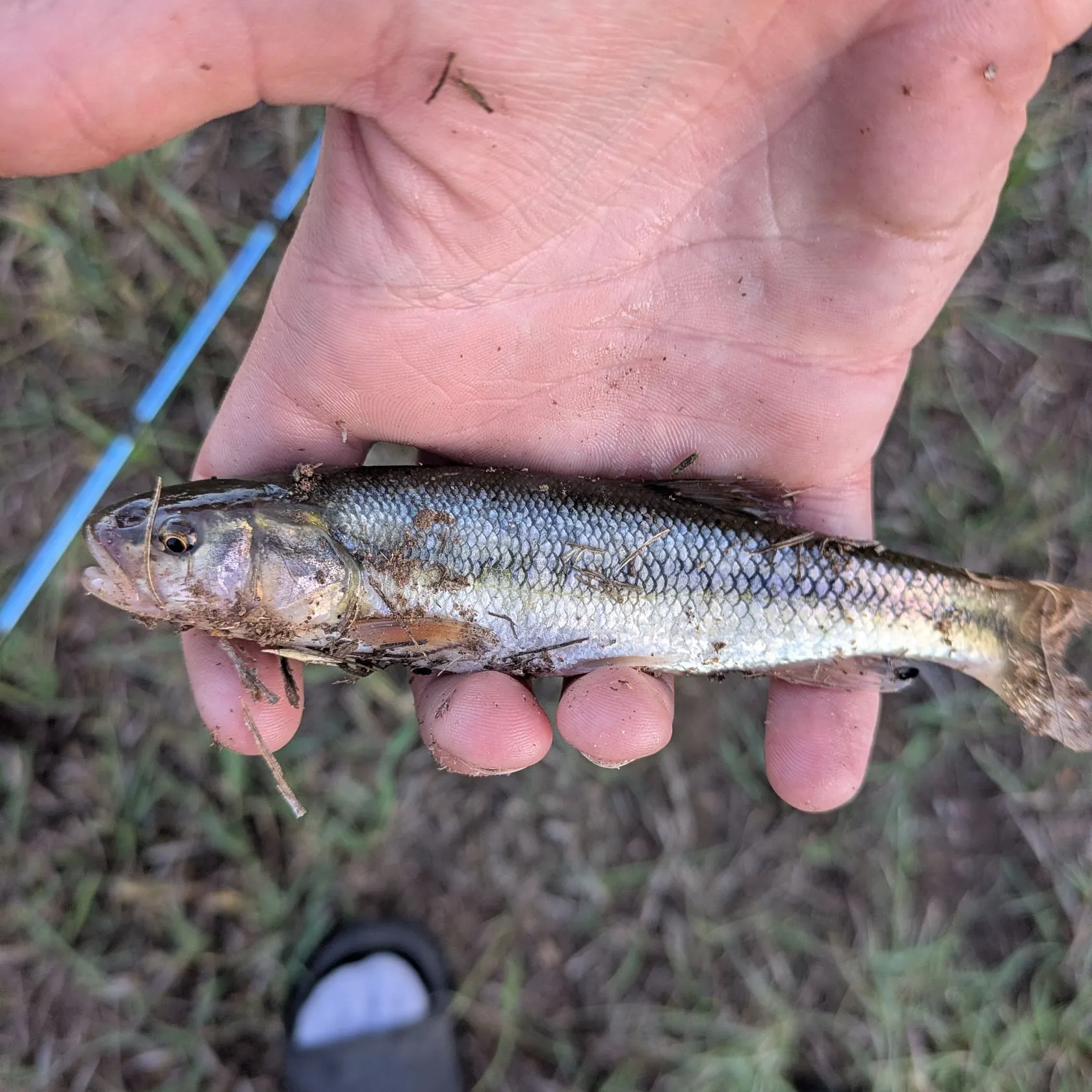 Creek chub caught on Fishbrain
