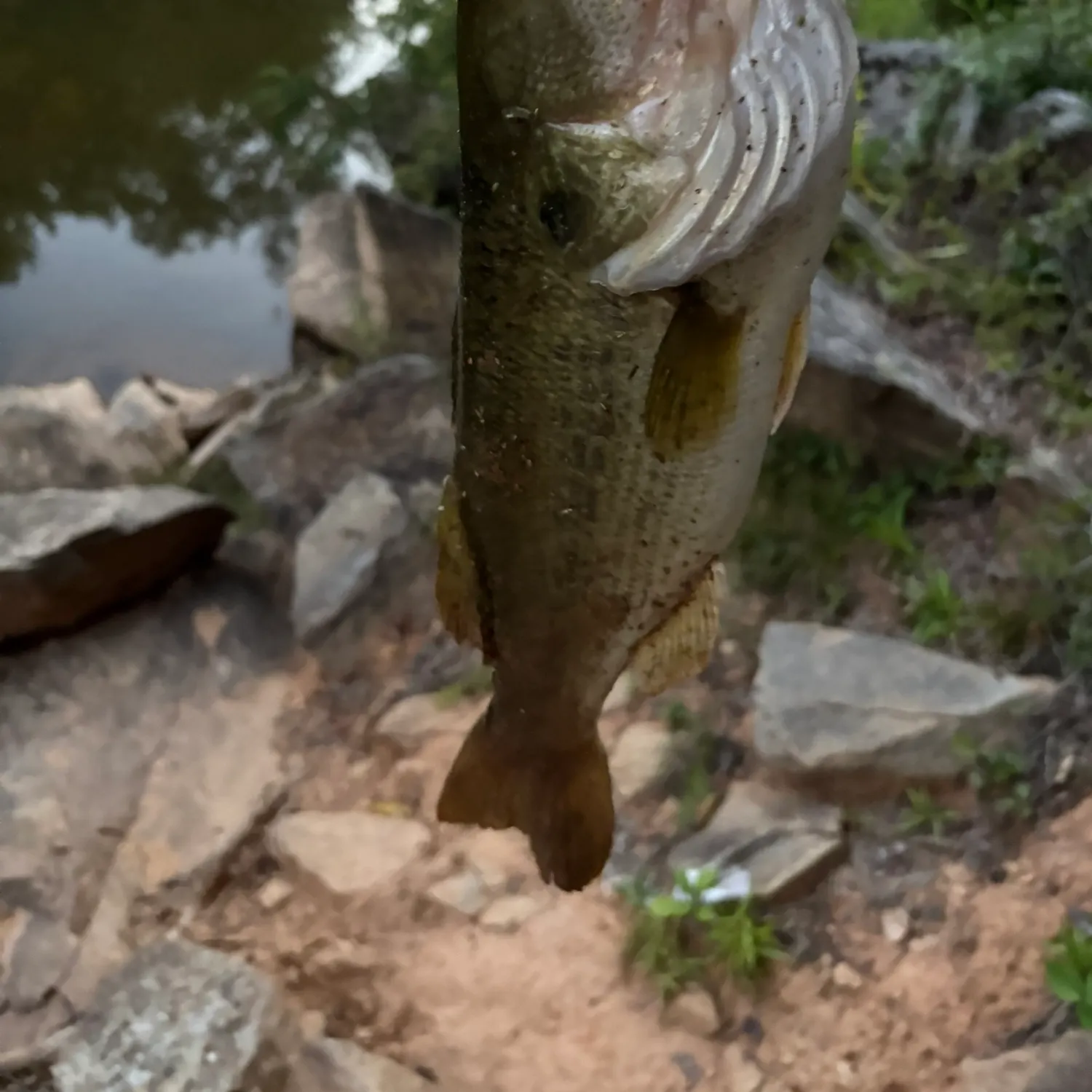 Largemouth bass caught on Fishbrain