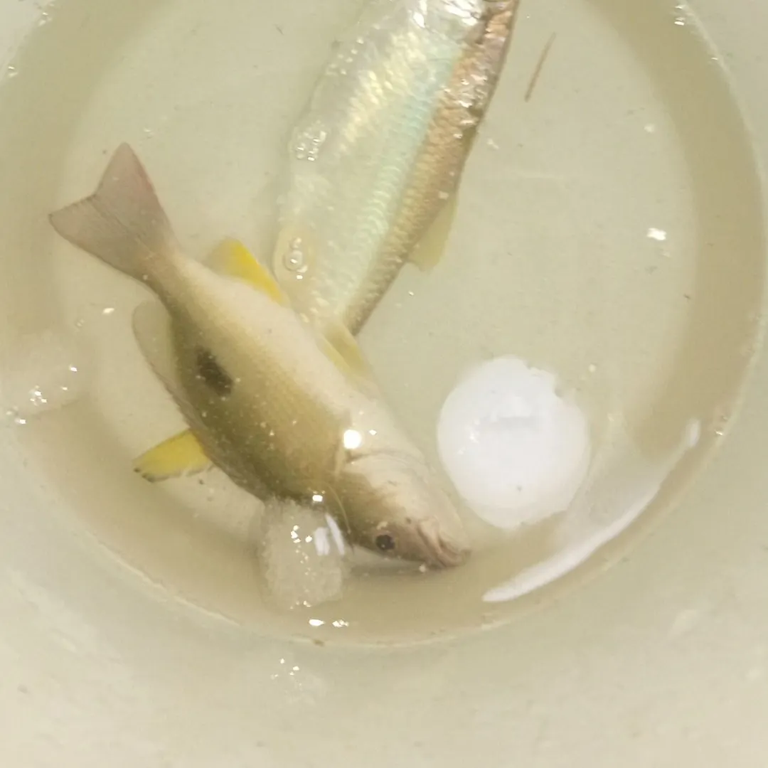 The most recent Indo-Pacific tarpon catches on Fishbrain