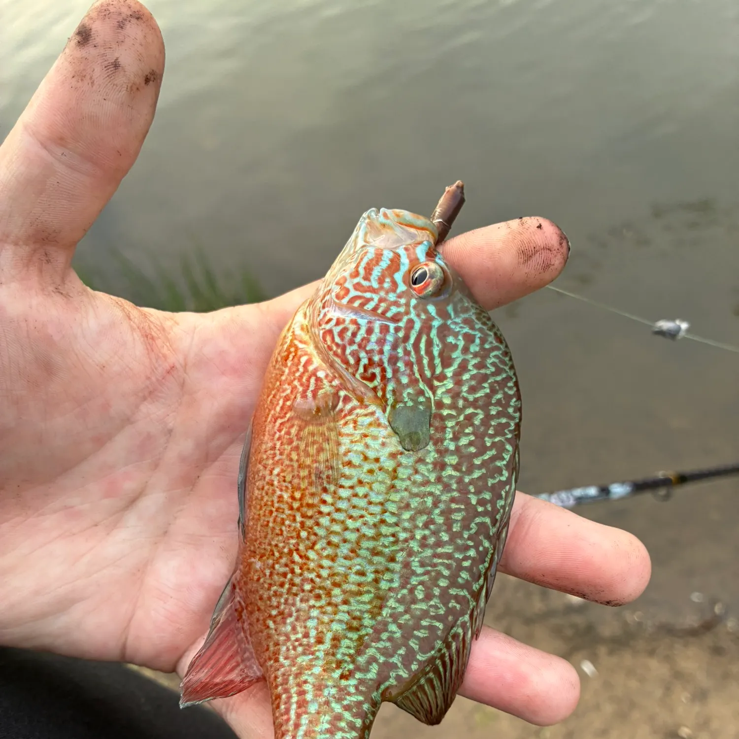 The most recent Longear sunfish catches on Fishbrain