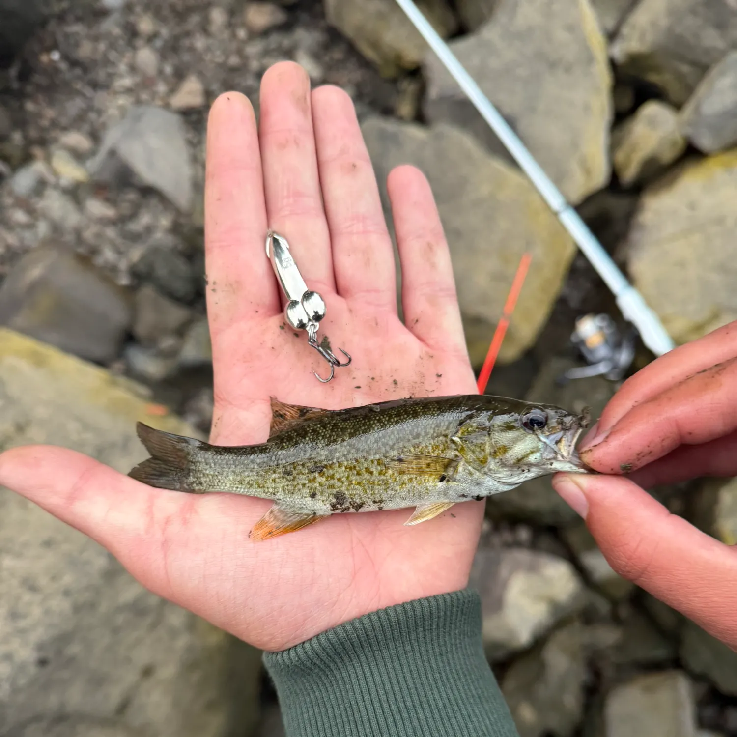 Smallmouth bass caught on Fishbrain