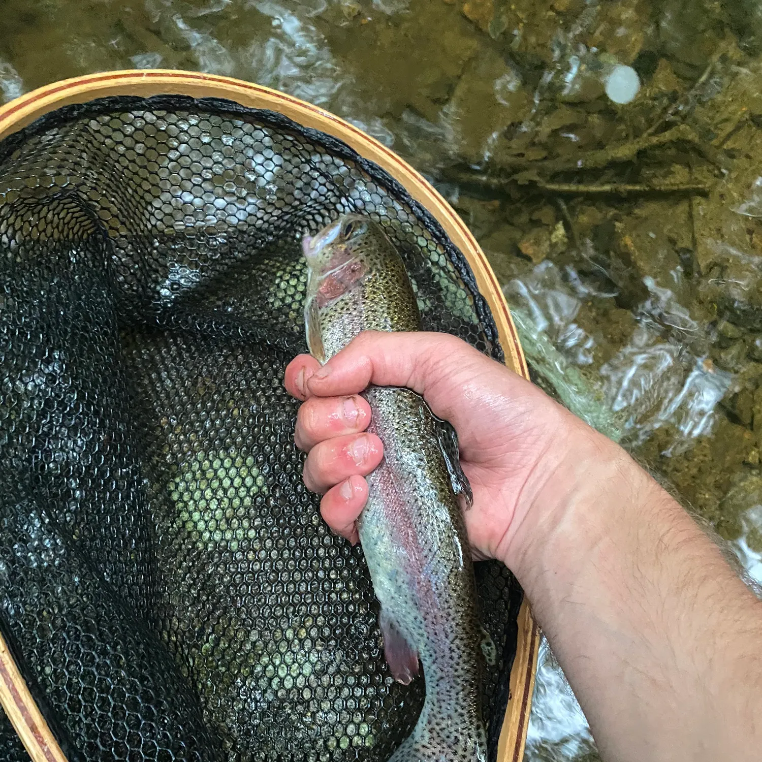 Rainbow trout caught on Fishbrain