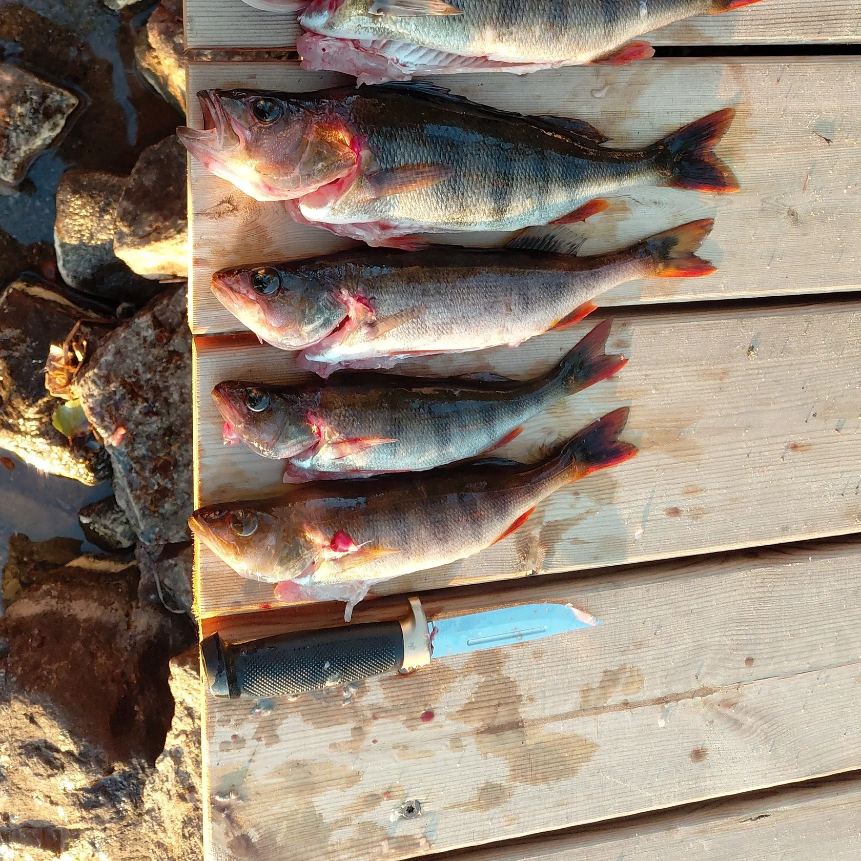 recently logged catches