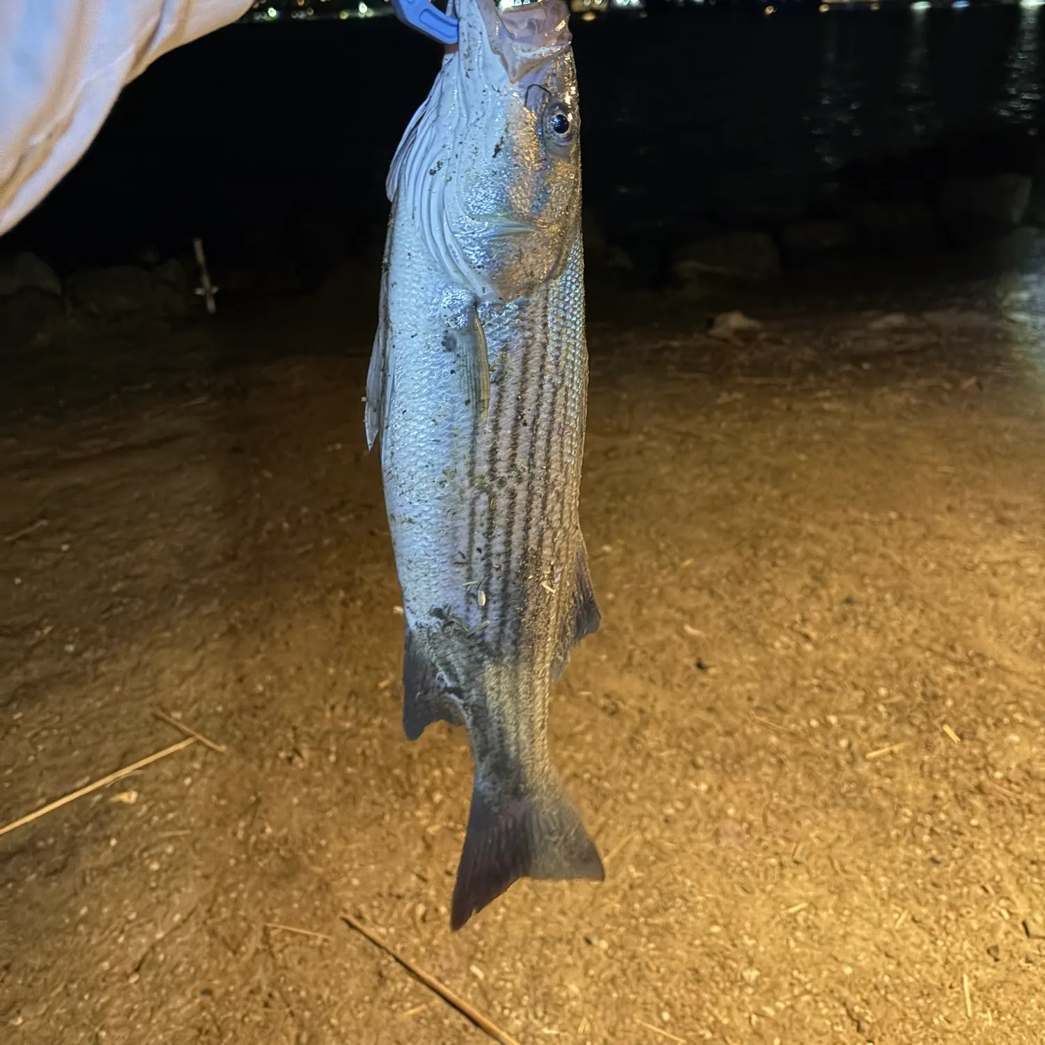 The most recent Striped bass catches on Fishbrain