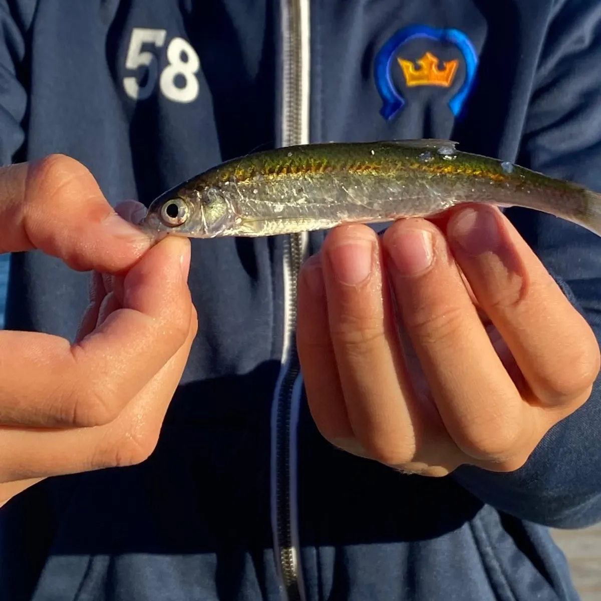 The most recent Vendace catches on Fishbrain