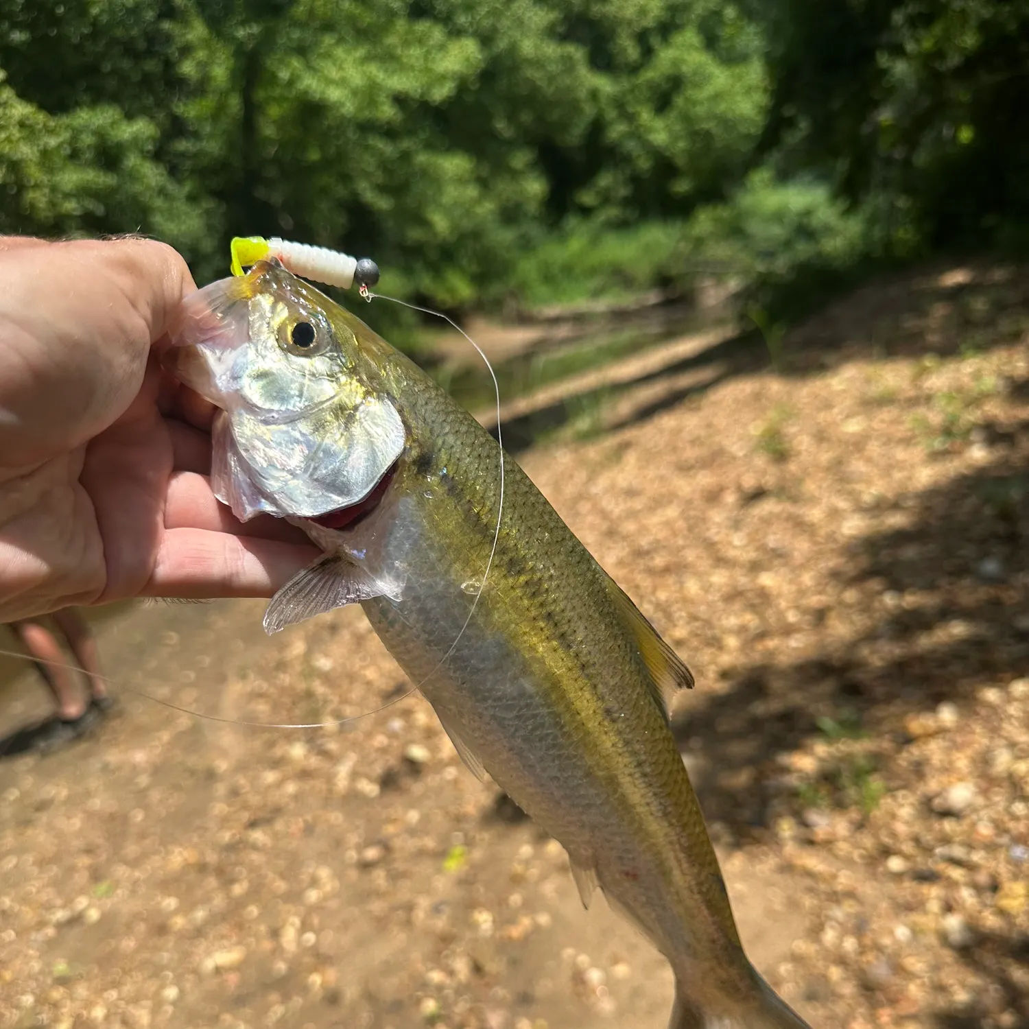 The most recent Skipjack herring catches on Fishbrain