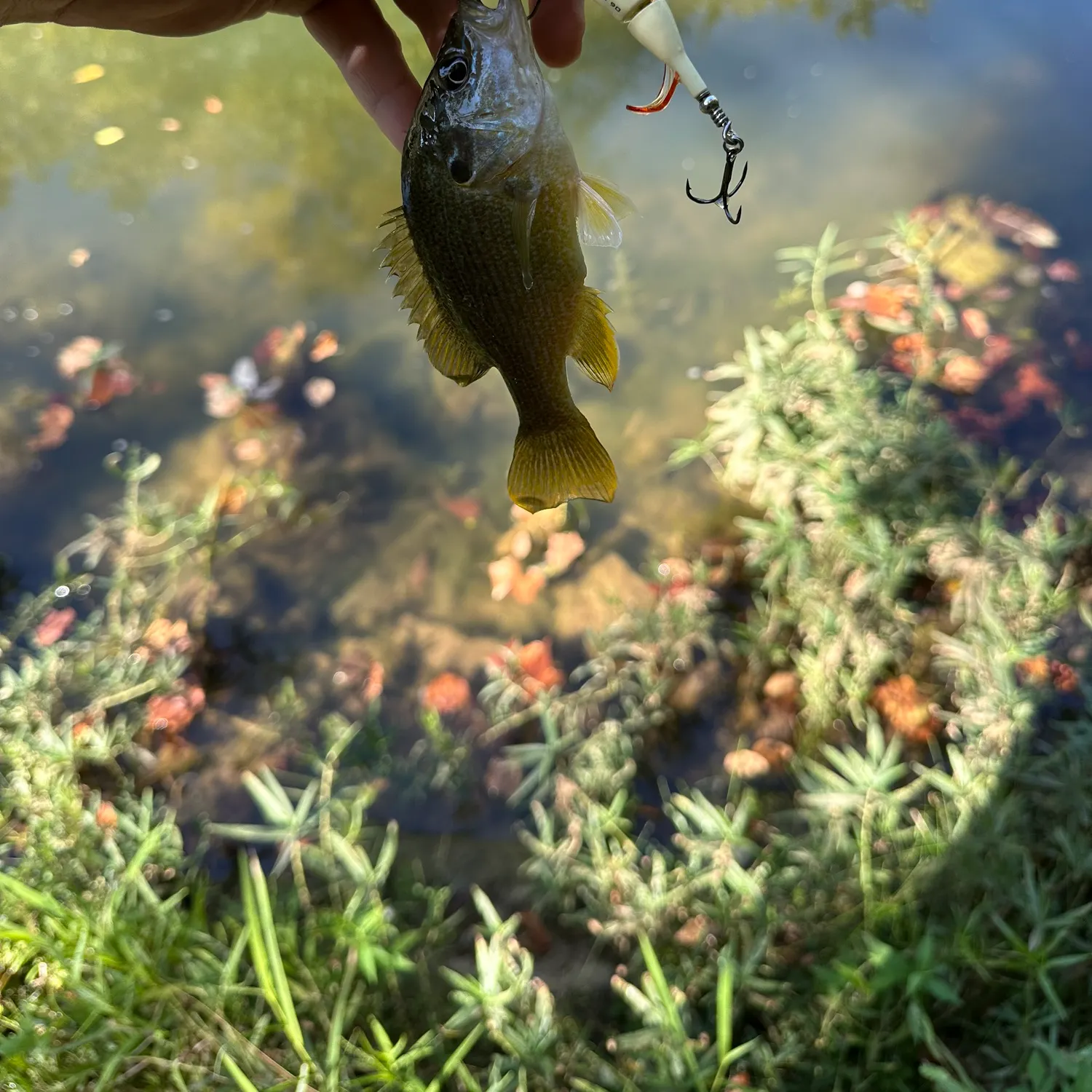 Green sunfish caught on Fishbrain