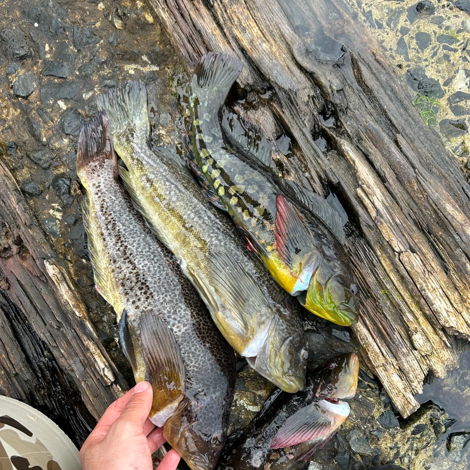 The most recent Kelp greenling catches on Fishbrain