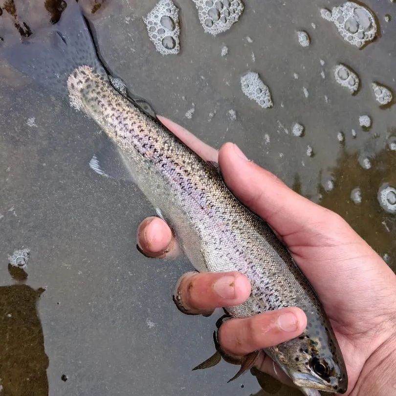 Rainbow trout caught on Fishbrain