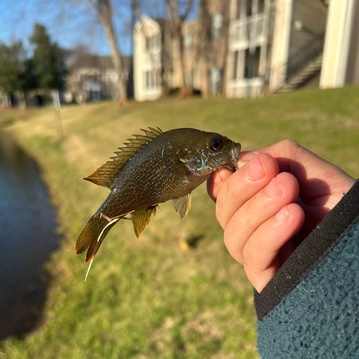 The most recent Green sunfish catches on Fishbrain